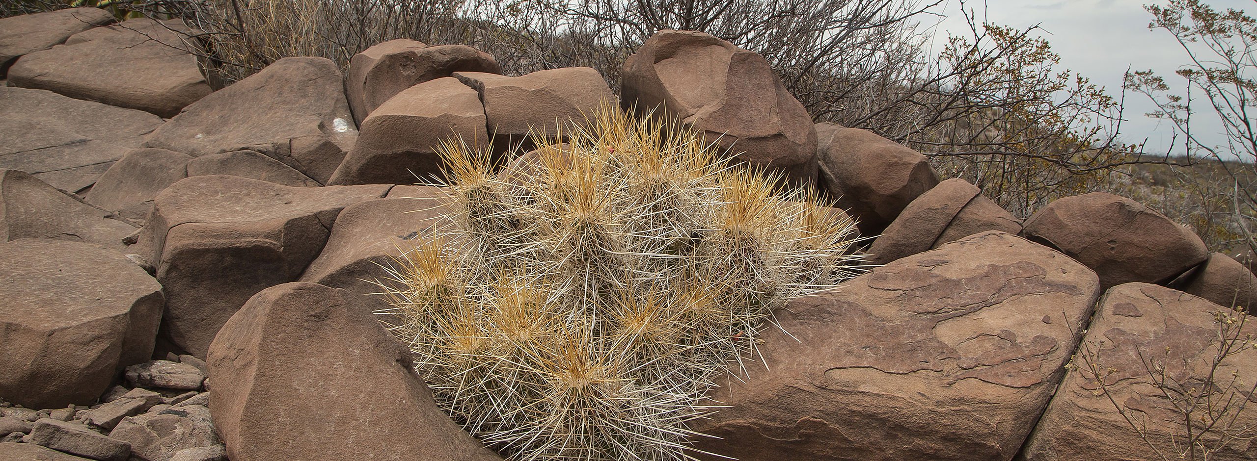 Echinocereusgruppe mit sehr langer Bedornung im Felsen