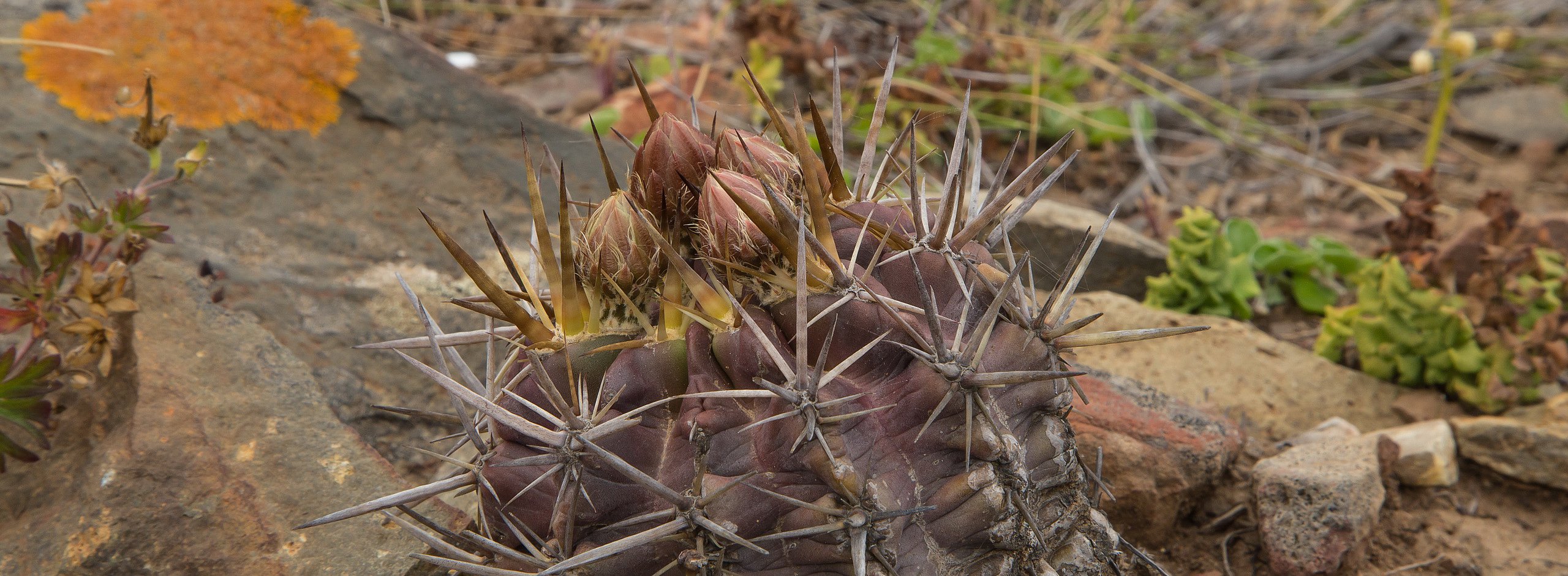 Los Molles,  Horridocactus horridus v. minor
