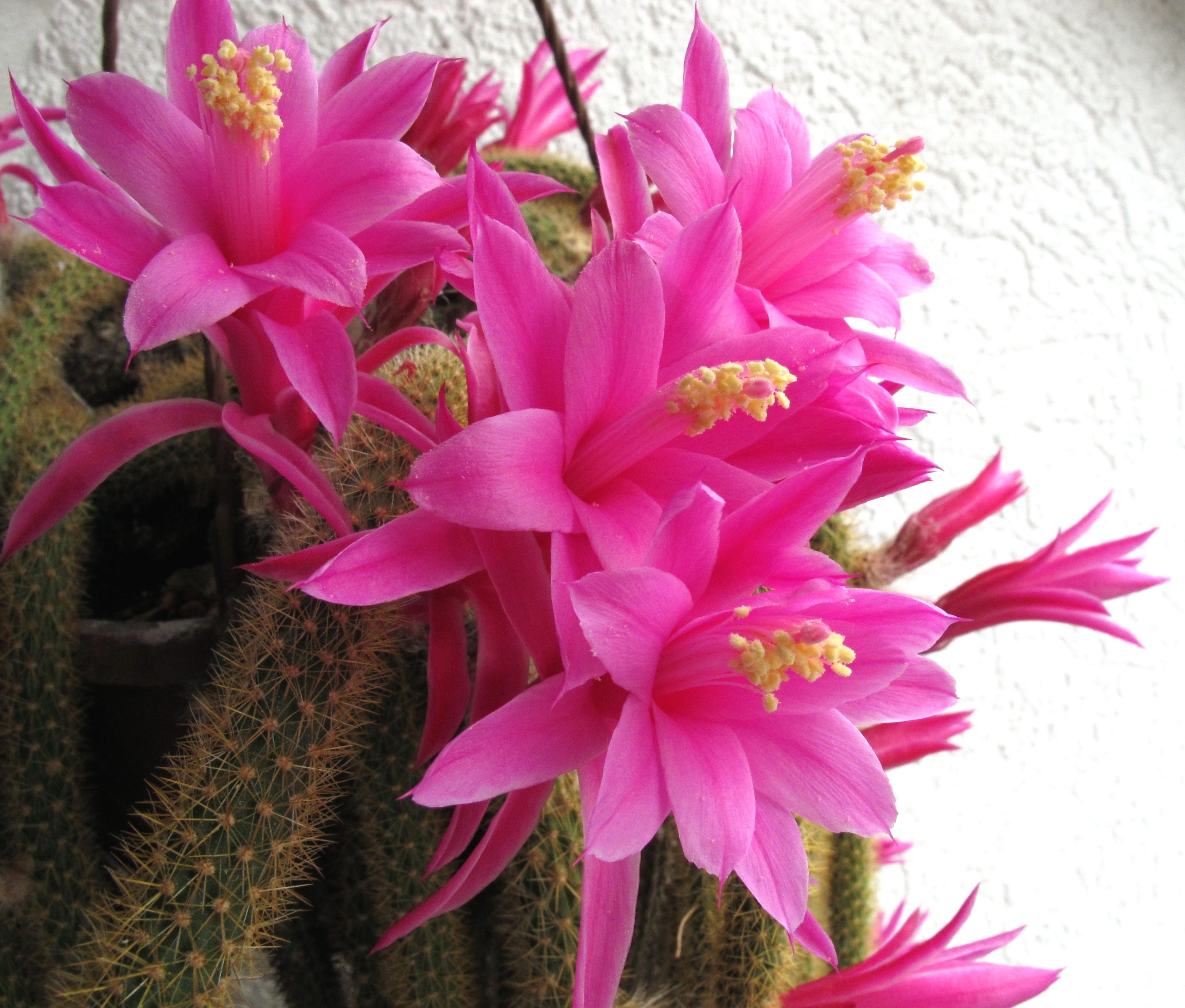 Aporocactus flagelliformis
