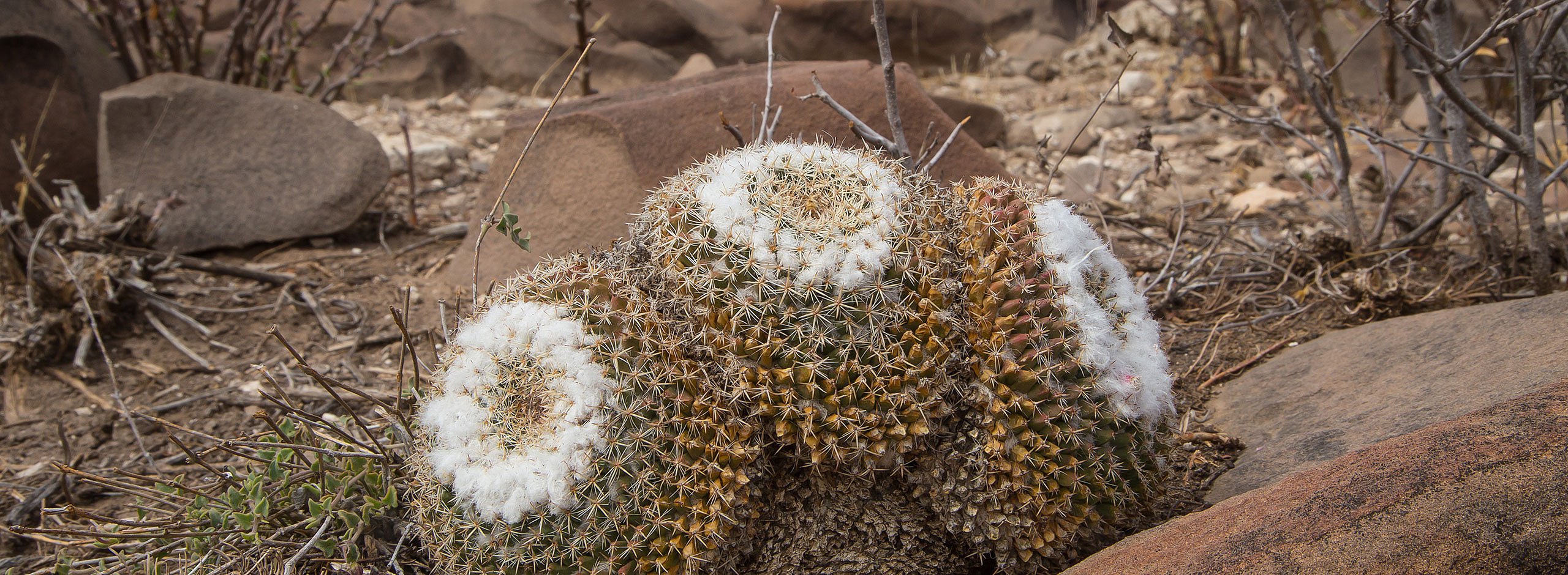 Alte Mammillariengruppe mit sichtbaren Wassermangel