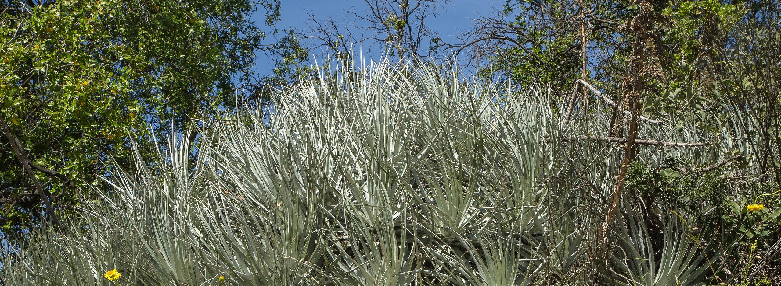 Puya coerulea