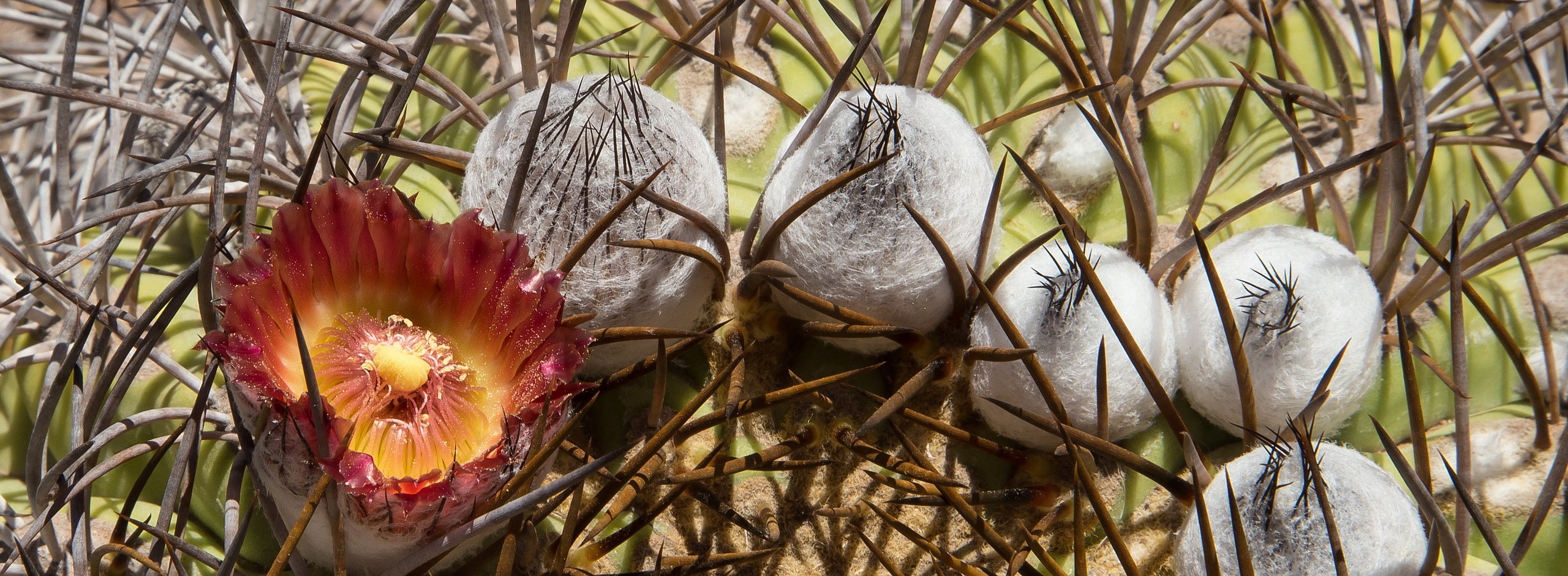 Andacollito, Eriosyce aurata