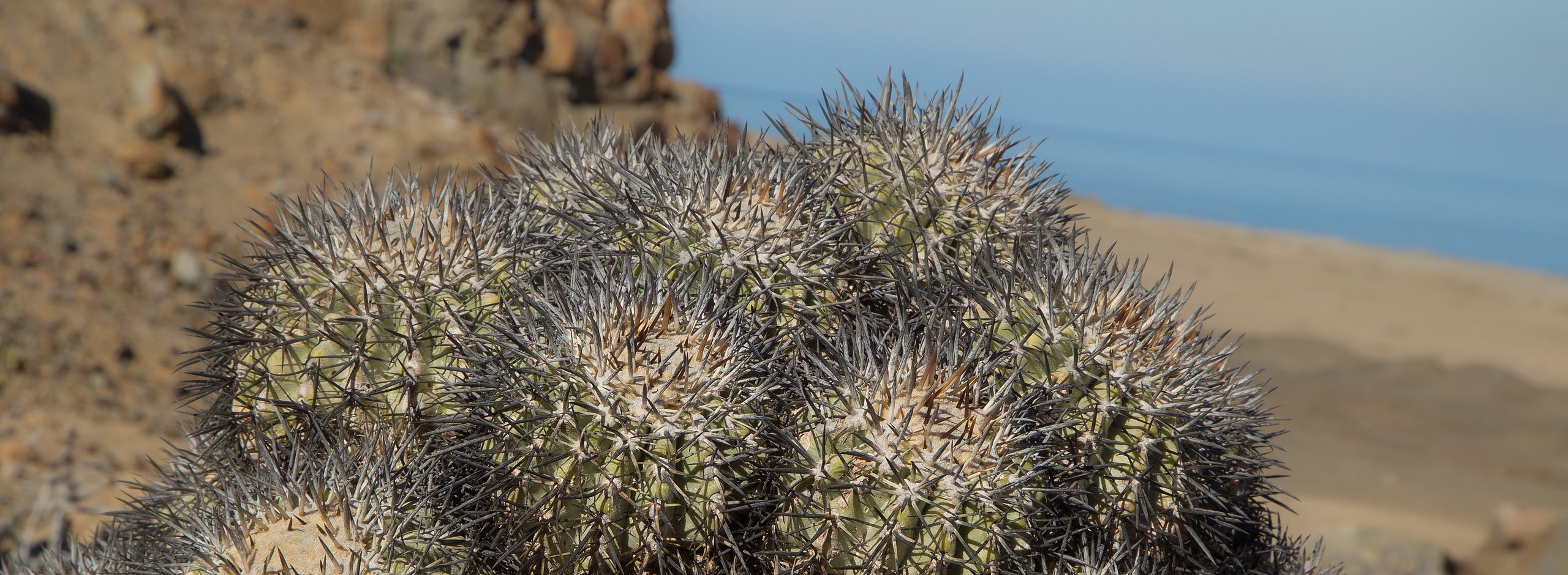Chanaral nord, Copiapoa cinerascens