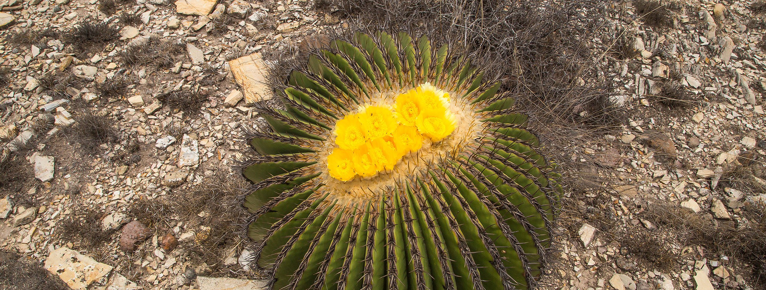  Echinocactus platyacanthus