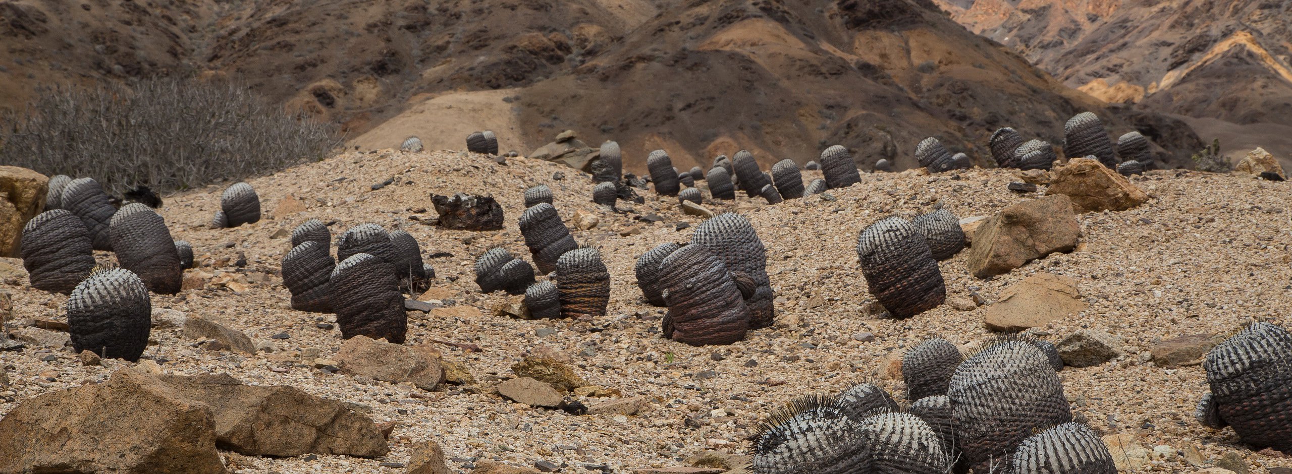 Pan de Azucar, Copiapoa columna-alba
