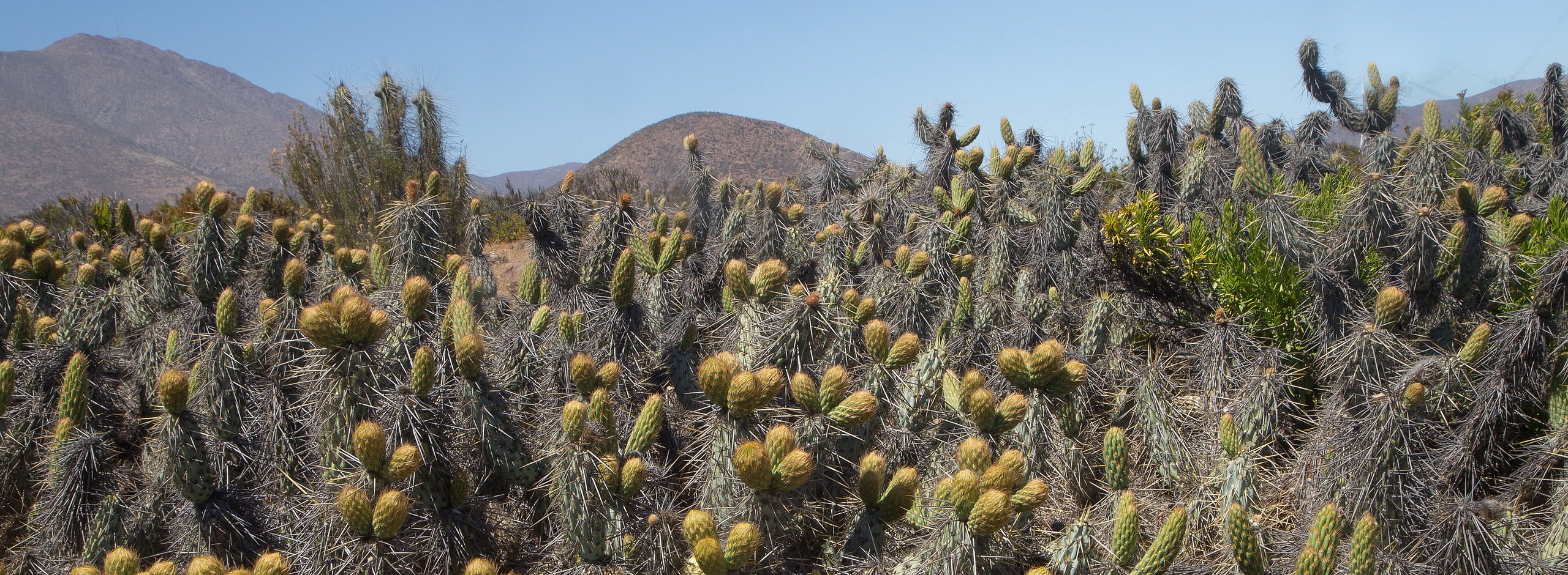 La Huiguera, Miqueliopuntia miquelii