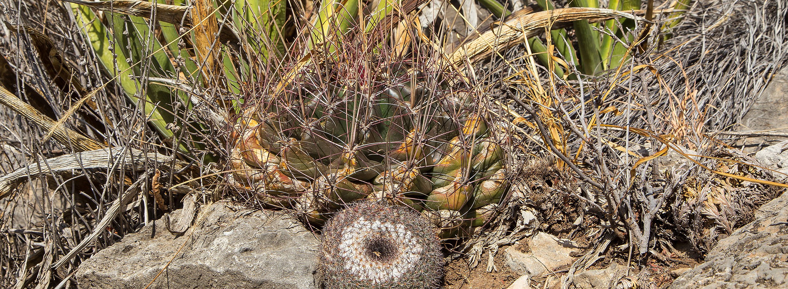Alter Thelocactus wächst zusammen mit einer Mammillaria