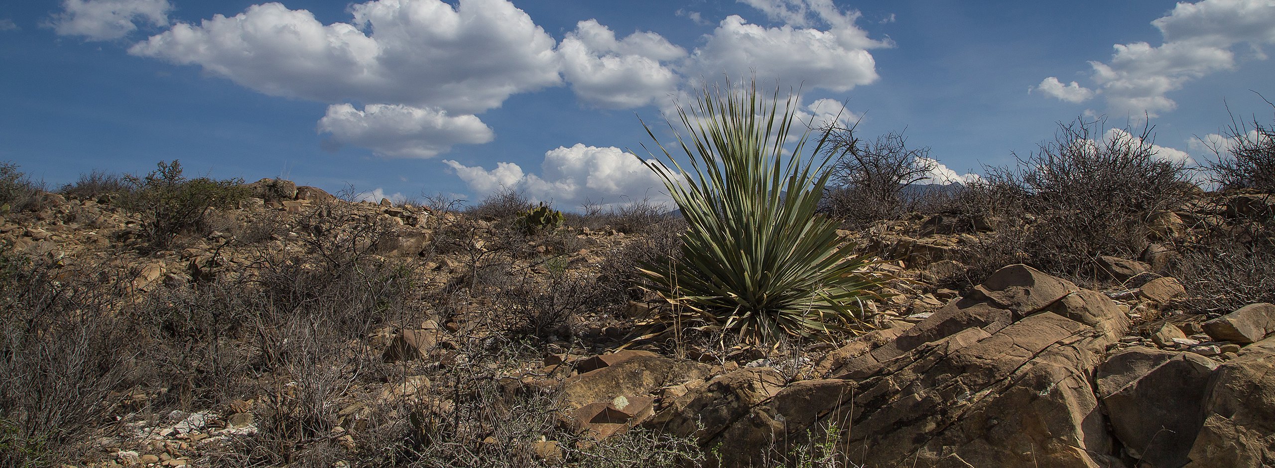 Karge Landschaft mit Yuccas und Dornengestrüpp