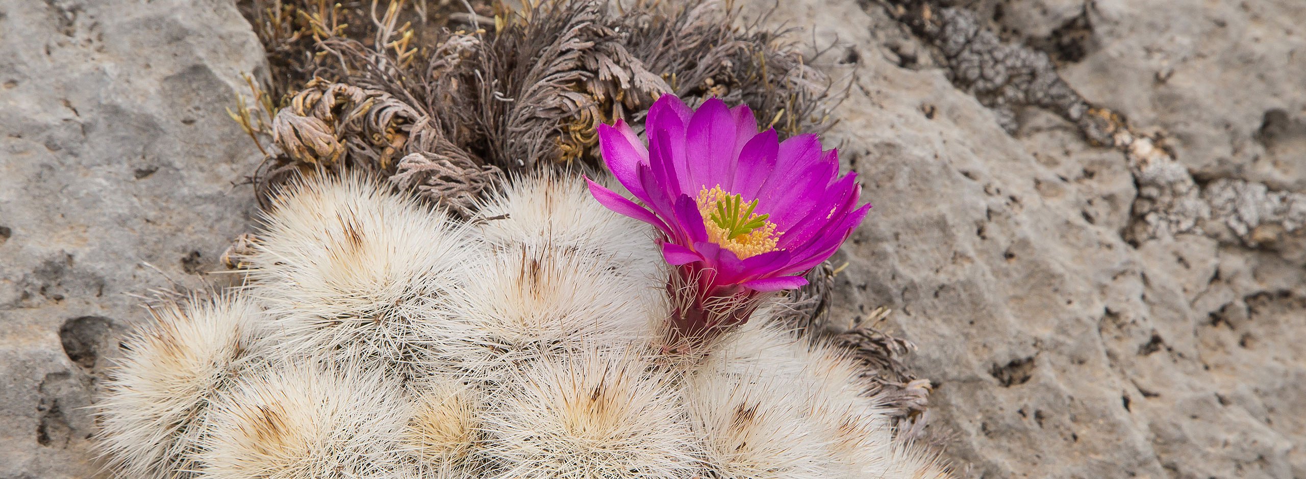 Derb bestachtelter Kaktus mit großer violletter Blüte