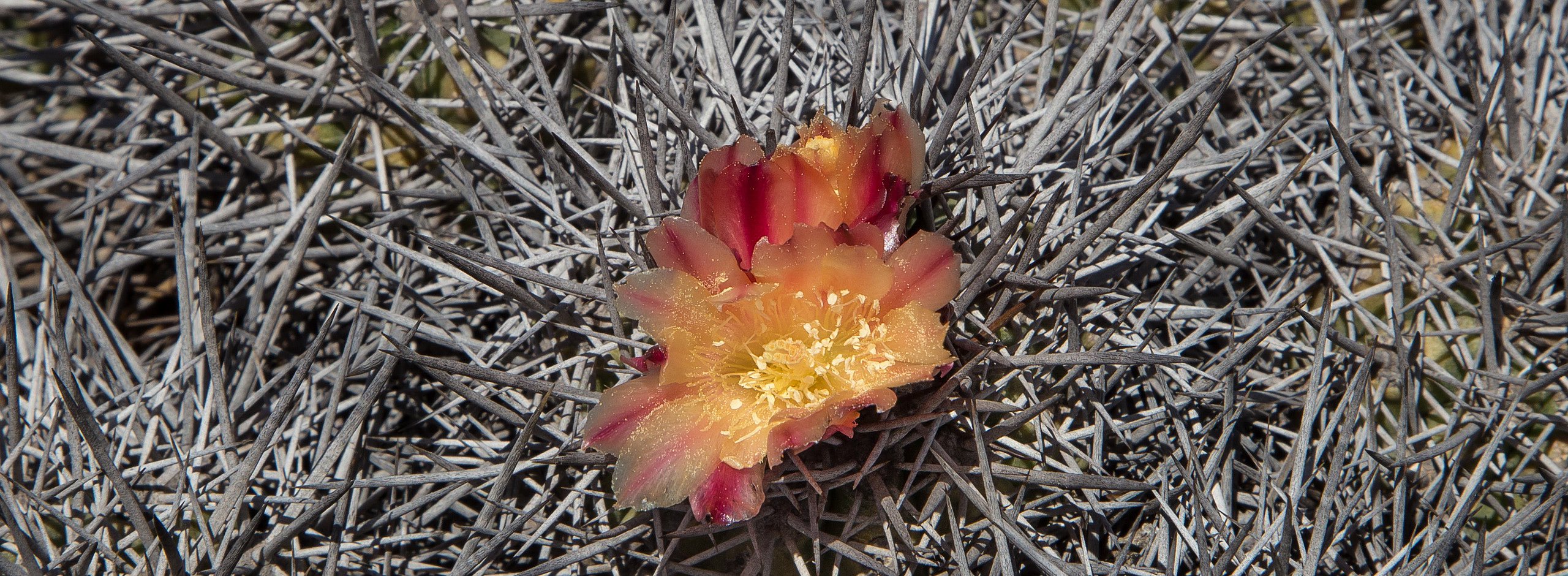  Copiapoa desertorum