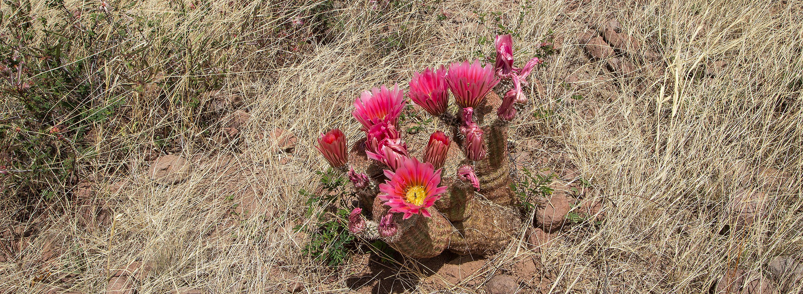 Blühender Echinocereus in der Natur
