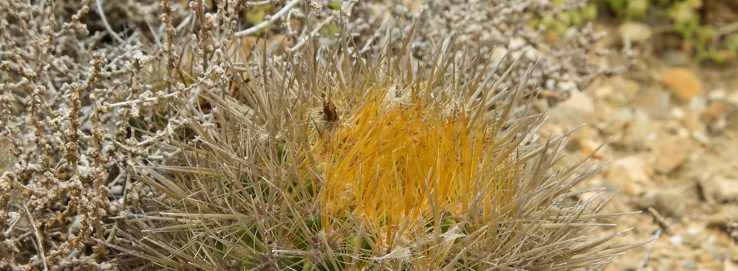 Neoporteria nördlich Pichidangui