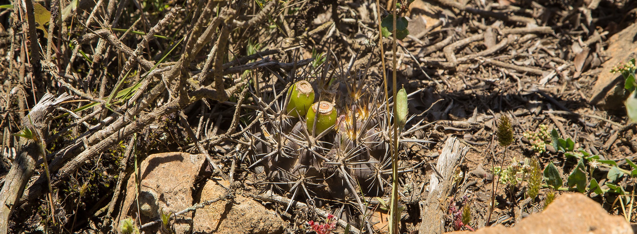 Fray Jorge, Horridocactus heinrichianus