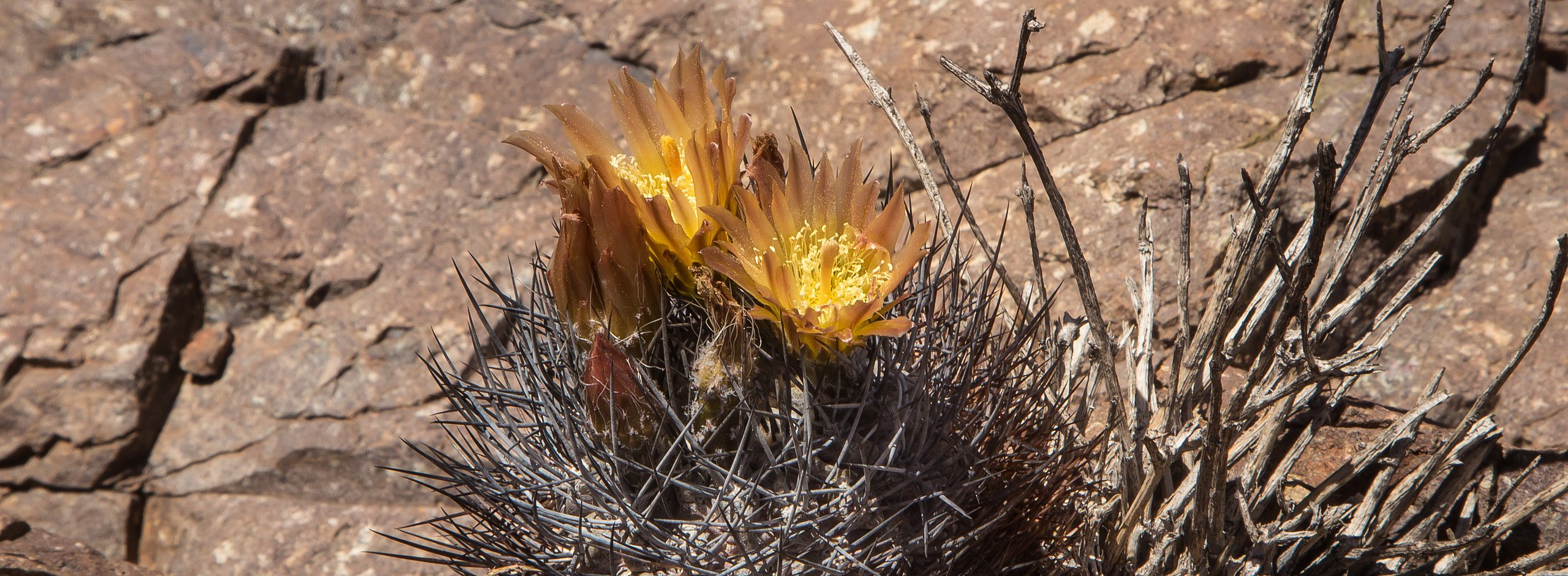 Andacollito, Horridocactus jussieu