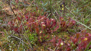 Carnivoren - Drosera & CO