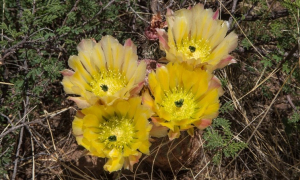 „Mexiko 2023-Unterwegs in den Nordwesten“