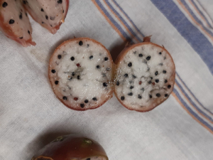 Kakteen von den Samen zur Blüte