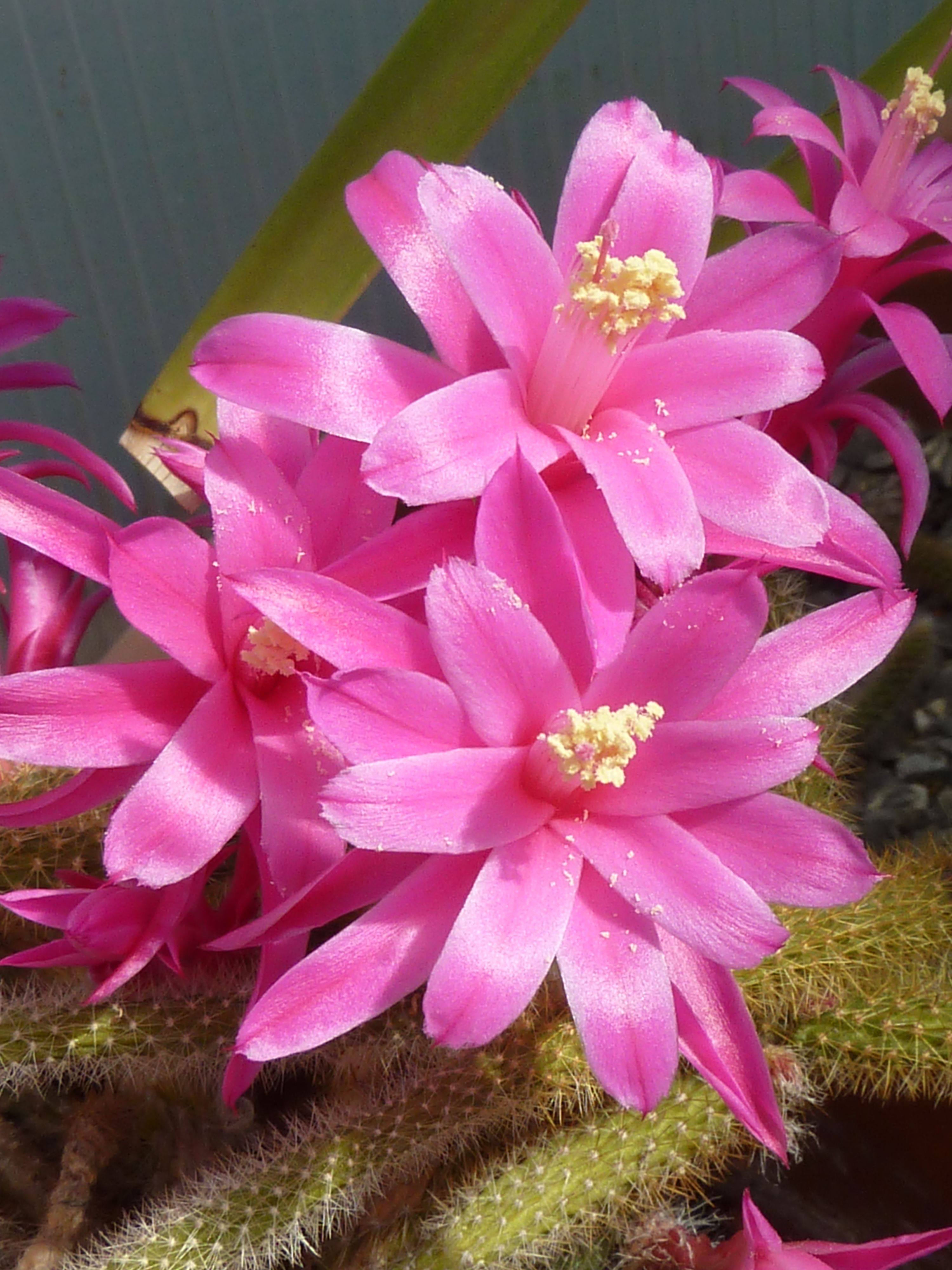Aporocactus flagelliformis