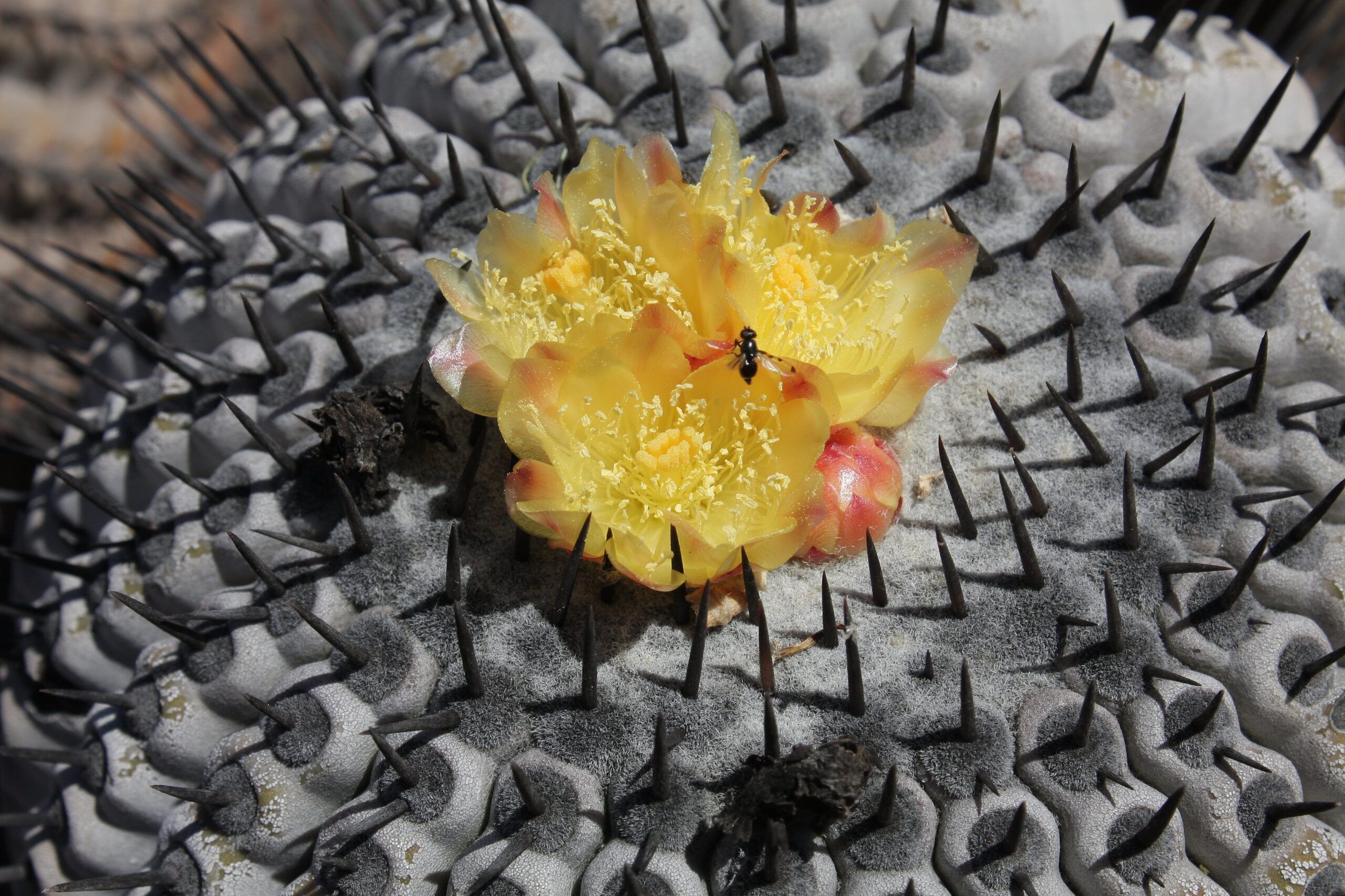 Alte Copiapoa cinerea in Bluete