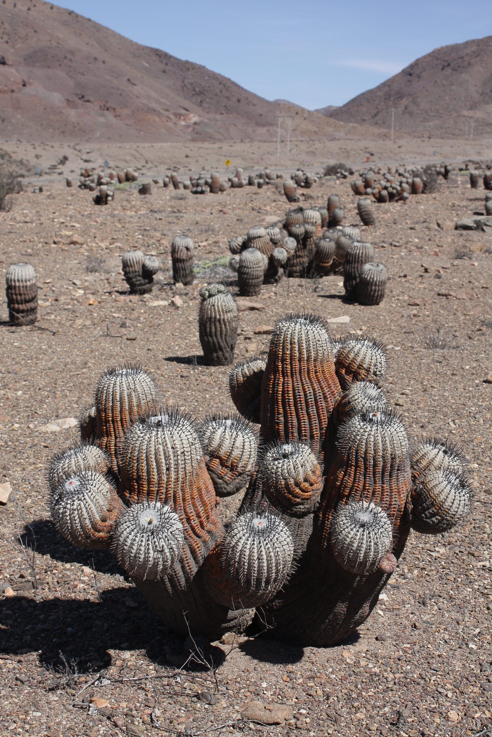 Alte Copiapoa cinerea