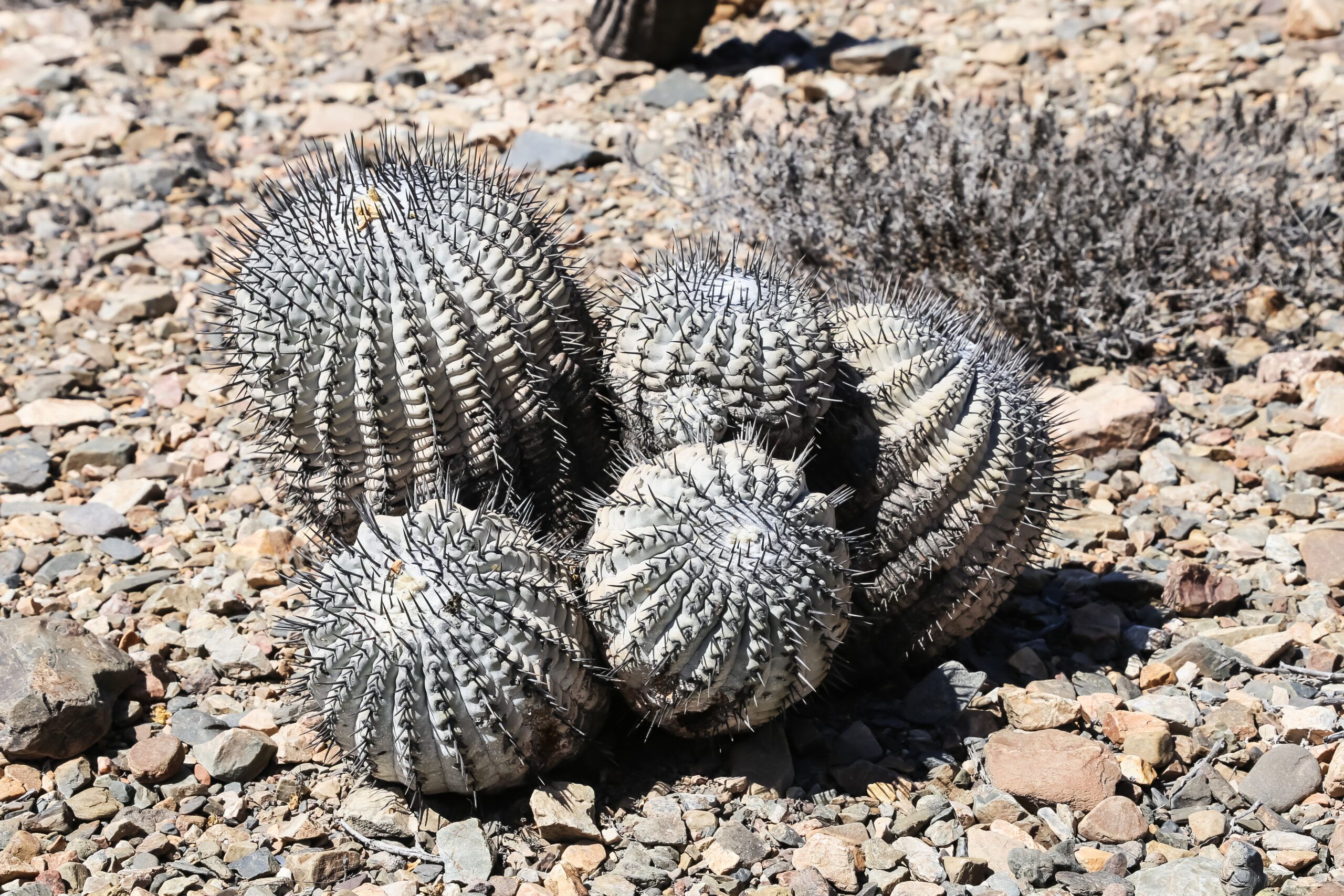 Alte Copiapoa cinerea Gruppe