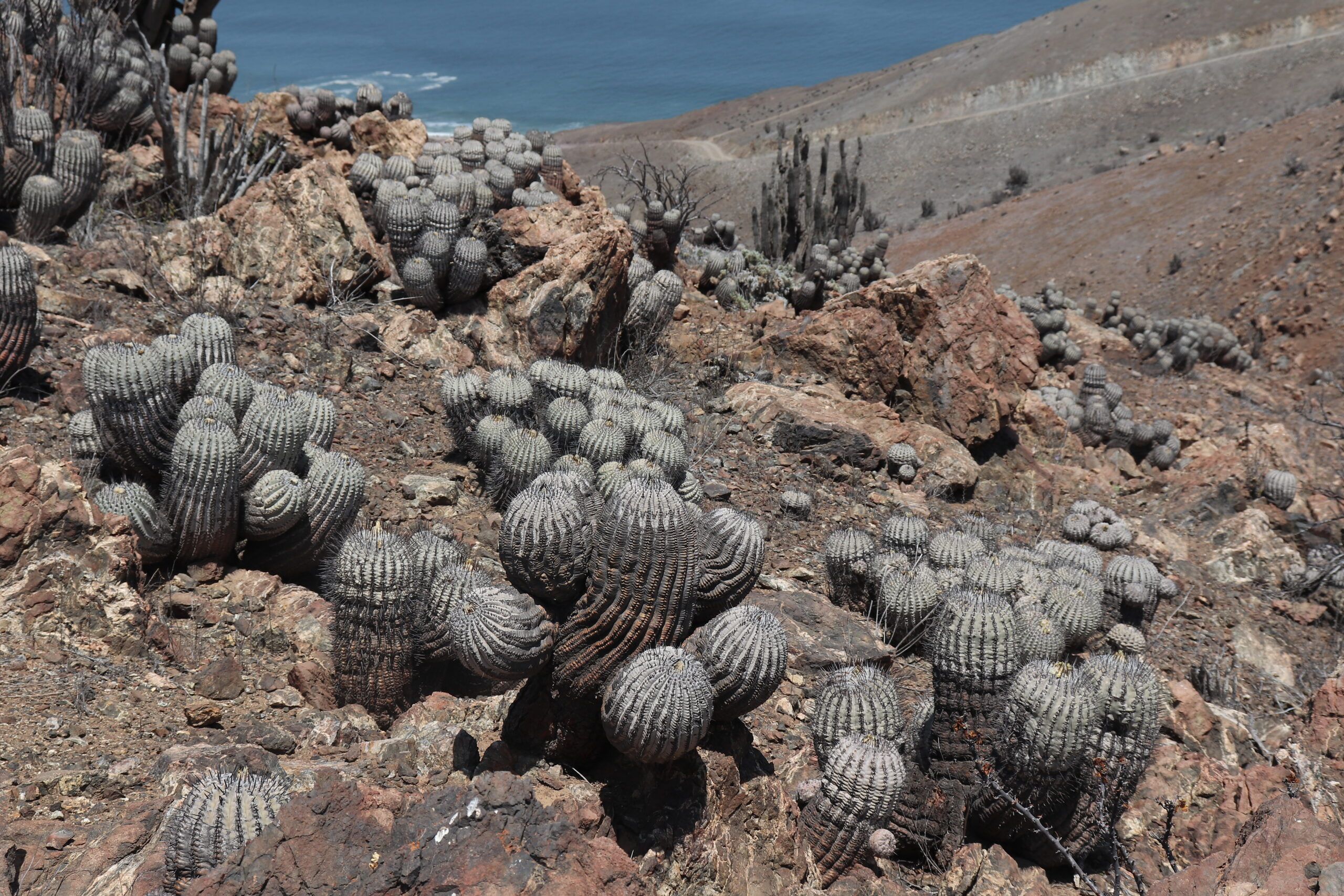 Alte Copiapoa cinerea