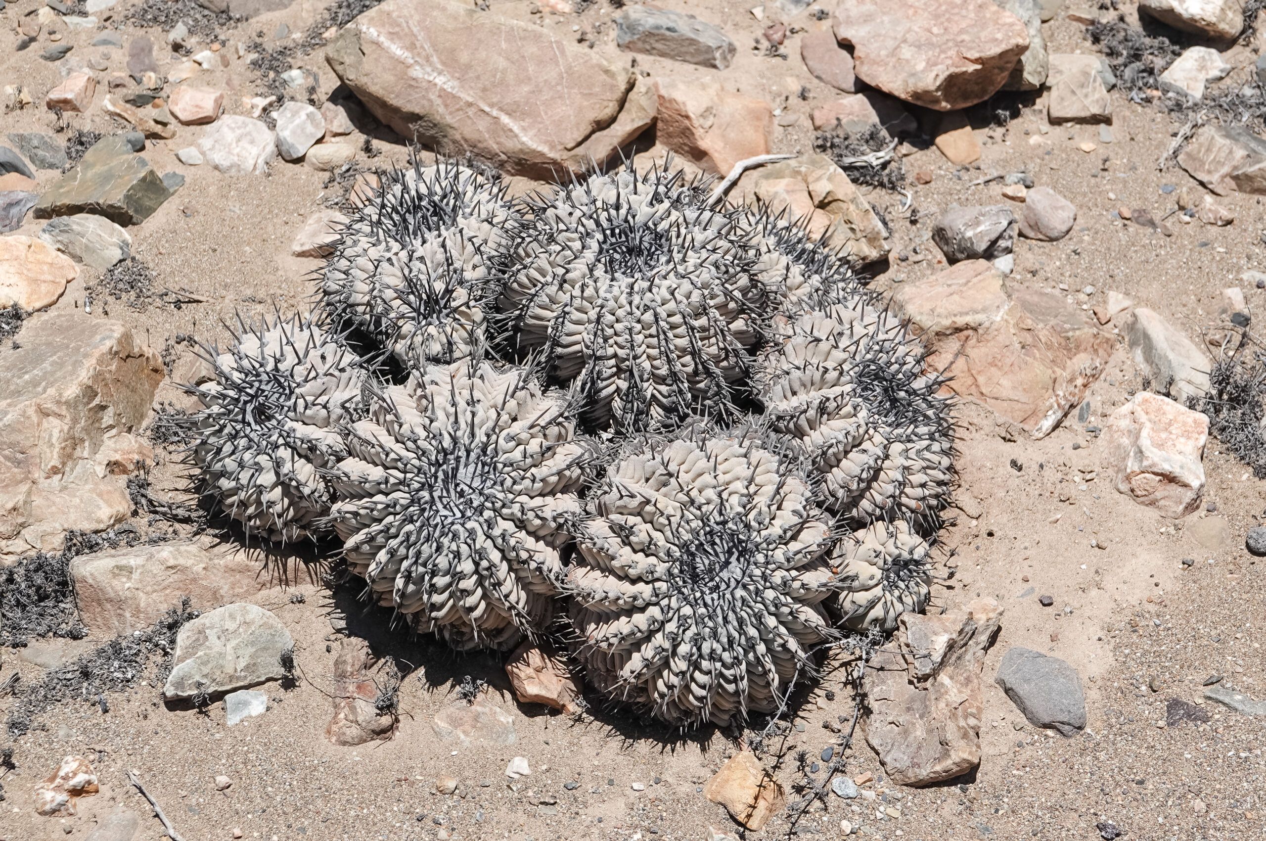 Alte Copiapoa cinerea Gruppe